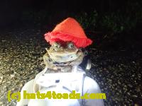 /home//u458753944/public_html/sourcegallery////////////////////////////Roxborough Toad Detour/2021/2021-04-11/P4110247.JPG